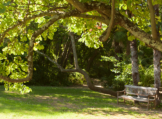 Château de Flaugergues, patrimoine botanique - Montpellier - Photo