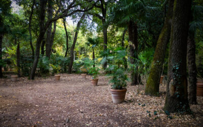 Les nouvelles plantes du jardin