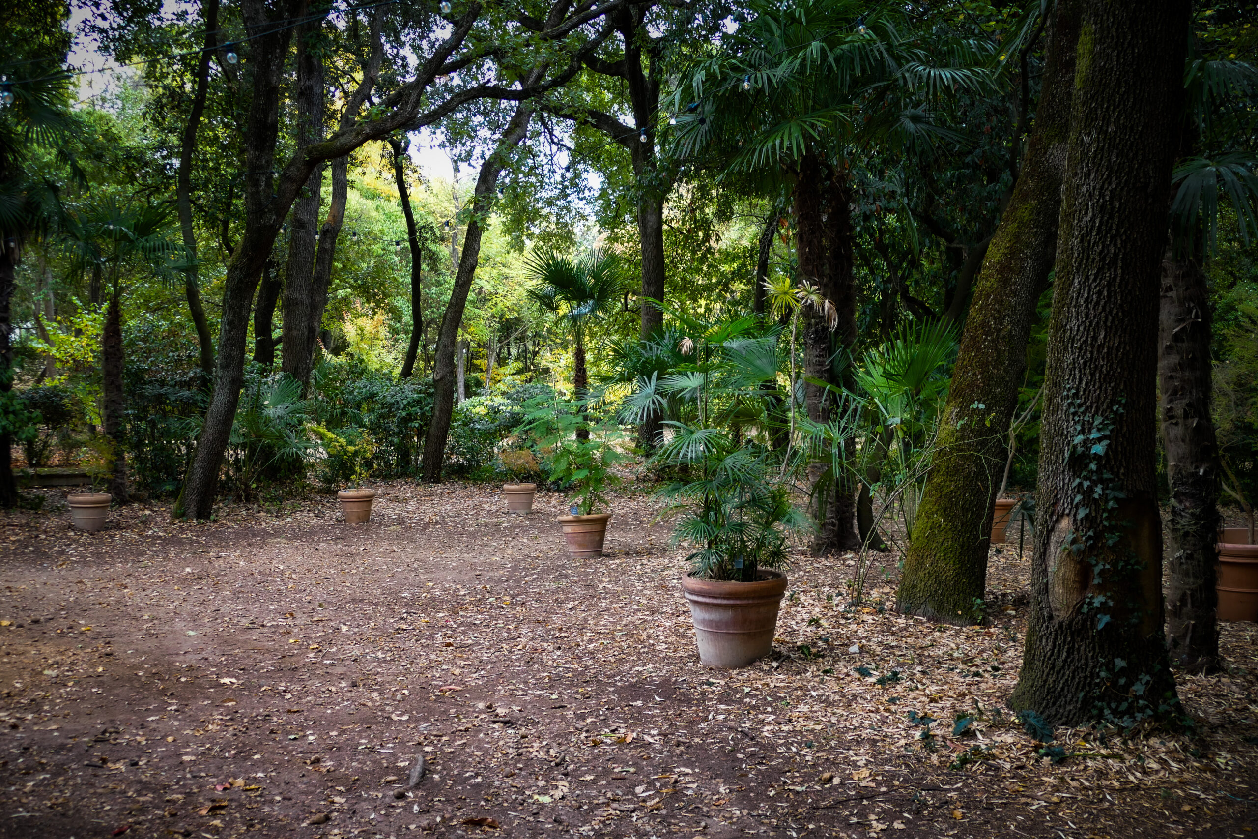 Les nouvelles plantes du jardin
